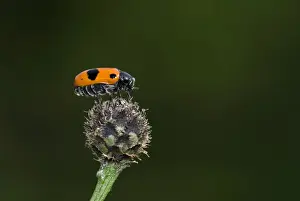 Coleoptera Prints: Leaf beetle (Clytra 4-punktata), Enkheimer Ried, Hesse, Germany, Europe