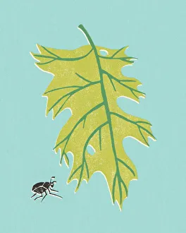 Images Dated 2nd February 2015: Leaf and a Bug