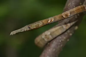 Images Dated 3rd April 2014: Leaf-nosed Snake -Langaha madagaskariensis-, female, Madagascar