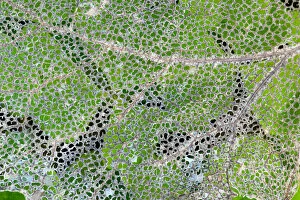 Leaf skeleton overlaying rainforest ground cover, Olympic National Park, Washington State, USA