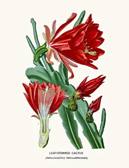Leaf-Stemmed Cactus