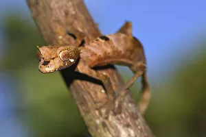 Leaf-tail Gecko or Flat-tail Gecko -Uroplatus giganteus-, Marojejy National Park, Madagascar