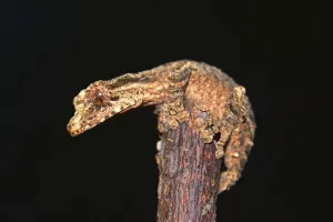 Scaled Reptile Prints: Leaf-tailed Gecko -Uroplatus alluaudi-, Nord-Madagaskar, Madagascar