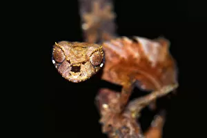 Leaf-tailed Gecko -Uroplatus fiavana-, Nord-Madagaskar, Madagascar