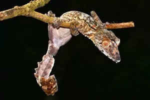 Leaf-tailed Gecko -Uroplatus giganteaus-, Nord-Madagaskar, Madagascar