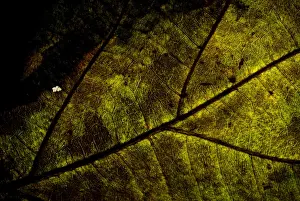 Half Prints: Leaf vein in half dry leaf, grunge look