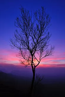 Images Dated 4th December 2010: A leafless tree with the colorful sky after sunset