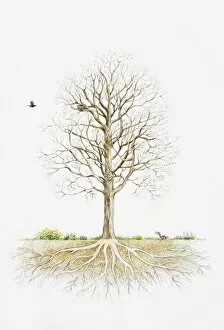Images Dated 30th November 2006: Leafless tree showing underground roots