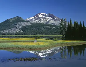 Leafy arnica (Arnica) blooms on an island in Sparks Lake in Deschutes National Forest, Oregon, USA