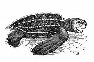 Aquatic Gallery: Leatherback sea turtle (sphargis coriacea)