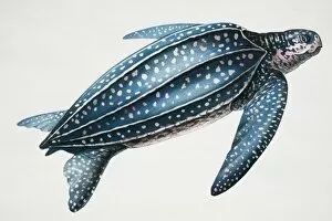 Images Dated 16th February 2006: Leatherback turtle, Dermochelys coriacea, side view