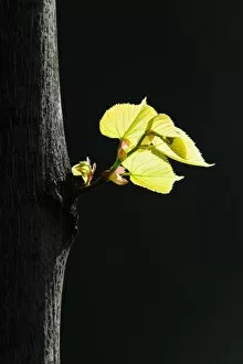 Images Dated 8th April 2011: Leaves of a Broad-leaved lime tree -Tilia platyphyllos-