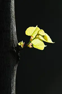 Lime Tree Prints: Leaves of a Broad-leaved lime tree -Tilia platyphyllos-