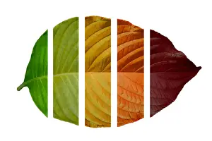 Orange Prints: The leaves are cut into slices and gradually changing color from green to red