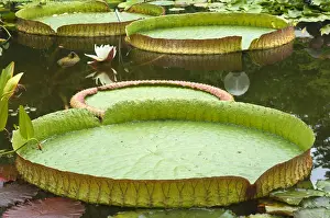 Nymphaea Prints: Leaves the Irupe or Santa Cruz Water Lily -Victoria cruziana-, Bavaria, Germany