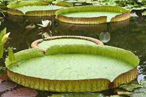 Nymphaea Gallery: Leaves the Irupe or Santa Cruz Water Lily -Victoria cruziana-, Bavaria, Germany