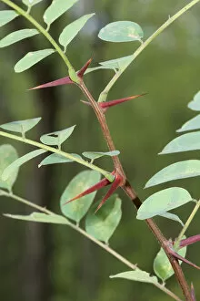 Leaves and thorns of an Acacia -Acacia-, Hungary, Europe