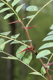 Images Dated 23rd September 2012: Leaves and thorns of an Acacia -Acacia-, Hungary, Europe