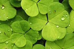 Liquid Gallery: Leaves of the wood sorrel -Oxalis acetosella- with dew drops