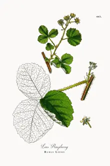 Lees Raspberry, Rubus Leesii, Victorian Botanical Illustration, 1863