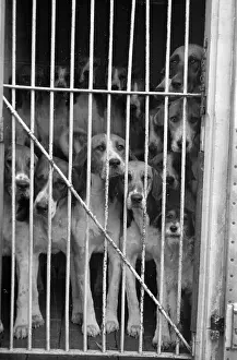 Cage Prints: Left Behind