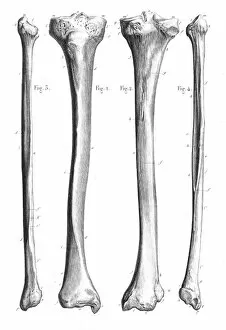 Images Dated 24th May 2017: Leg bones anatomy engraving 1866
