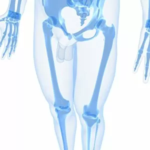 Images Dated 8th September 2018: Leg bones, artwork