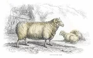 Images Dated 26th May 2017: Leicester ram lithograph 1884