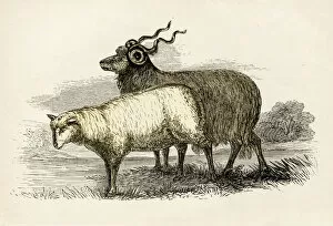 Images Dated 25th April 2017: Leicester sheep engraving 1851