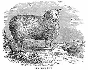Images Dated 18th June 2015: Leicester sheeps engraving 1841
