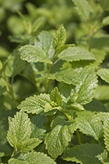 Images Dated 29th May 2010: Lemon balm -Melissa officinalis-
