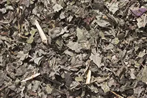 Tea Hot Drink Prints: Lemon balm tea, dried lemon balm -Melissa officinalis-, herbal tea, medicinal tea