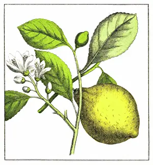 Lemon Tree (Citrus limon) - 1891 Antique Botanical Chromolithograph from Atlas d'Histoire Naturelle - Plantes