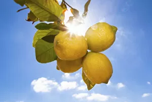 Images Dated 19th March 2013: Lemons hanging on a tree, sunlight, backlit, Palma de Mallorca, Llucmajor, Majorca