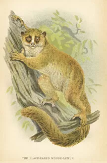 Images Dated 9th October 2017: Lemur primate 1894