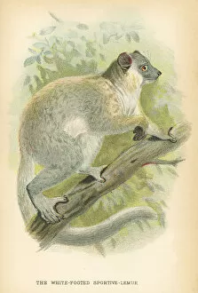 Monkey Collection: Lemur primate 1894