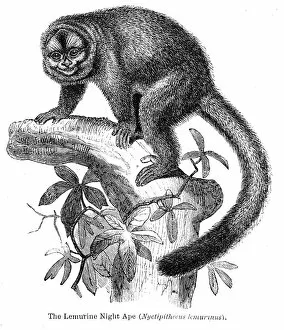 Images Dated 15th April 2017: Lemurine engraving 1878