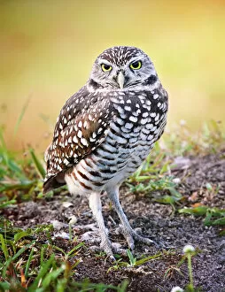 Images Dated 11th December 2017: Full Length View of Burrowing Owl