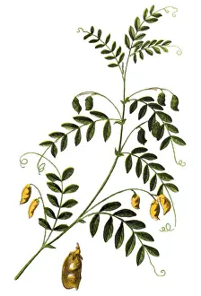 The lentil (Lens culinaris or Lens esculenta) is an edible legume