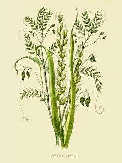 Images Dated 25th July 2016: Lentils and Tare illustration 1851