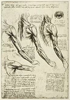 Science Collection: Leonardos sketches and drawings: anatomy arm muscles