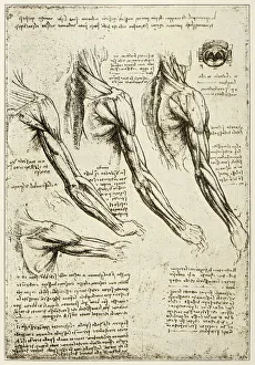 Images Dated 2nd November 2016: Leonardos sketches and drawings: anatomy arm muscles