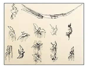 Images Dated 2nd November 2016: Leonardos sketches and drawings: birds flying
