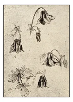 Images Dated 2nd November 2016: Leonardos sketches and drawings: flowers