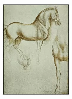 Images Dated 2nd November 2016: Leonardos sketches and drawings: horse