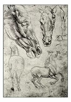 Images Dated 2nd November 2016: Leonardo's sketches and drawings: horse