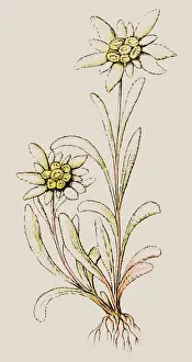 Leontopodium nivale, commonly called edelweiss