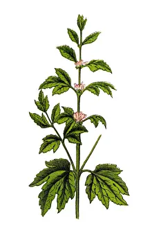 Leonurus cardiaca, known as motherwort