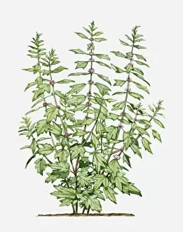 Images Dated 21st June 2010: Leonurus cardiaca (Motherwort) with small pink flowers and green leaves on long stems