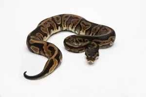 Leopard Ball Python or Royal Python -Python regius-, female